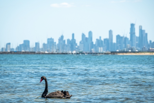 Black swan in water in front of skyscrapers